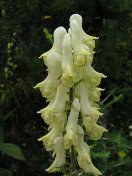 Image of Aconitum lycoctonum subsp. neapolitanum (Ten.) Nyman