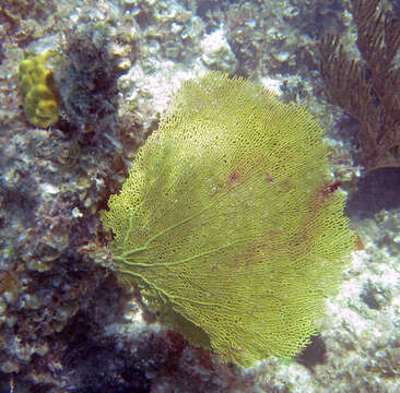 Image of Fan Gorgonia