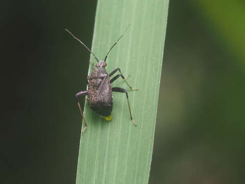 Image of Proboscidocoris malayus Reuter 1908