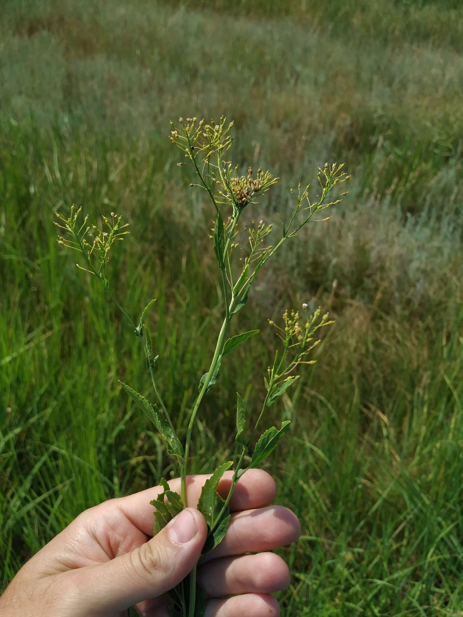 Image of Austrian Field Cress