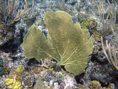 Gorgonia flabellum Linnaeus 1758的图像