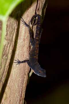 Imagem de Anolis rubribarbus Barbour & Ramsden 1919