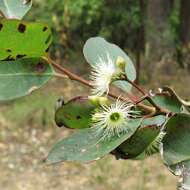 Imagem de Eucalyptus paniculata Sm.