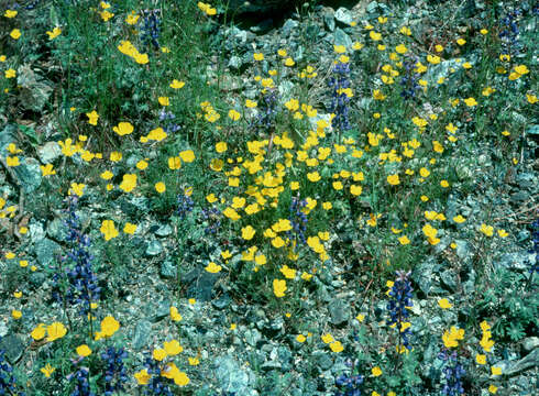 Image of tufted poppy