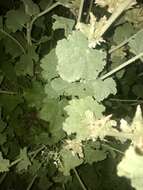 Image of San Clemente Island bushmallow