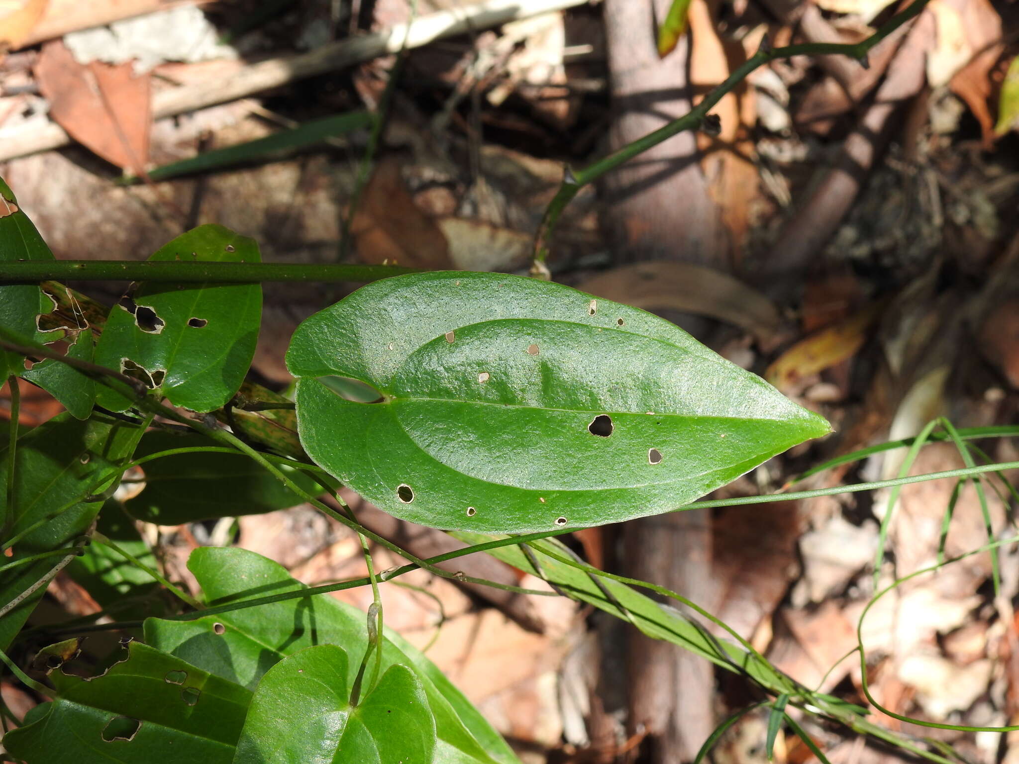 Dioscorea transversa R. Br. resmi