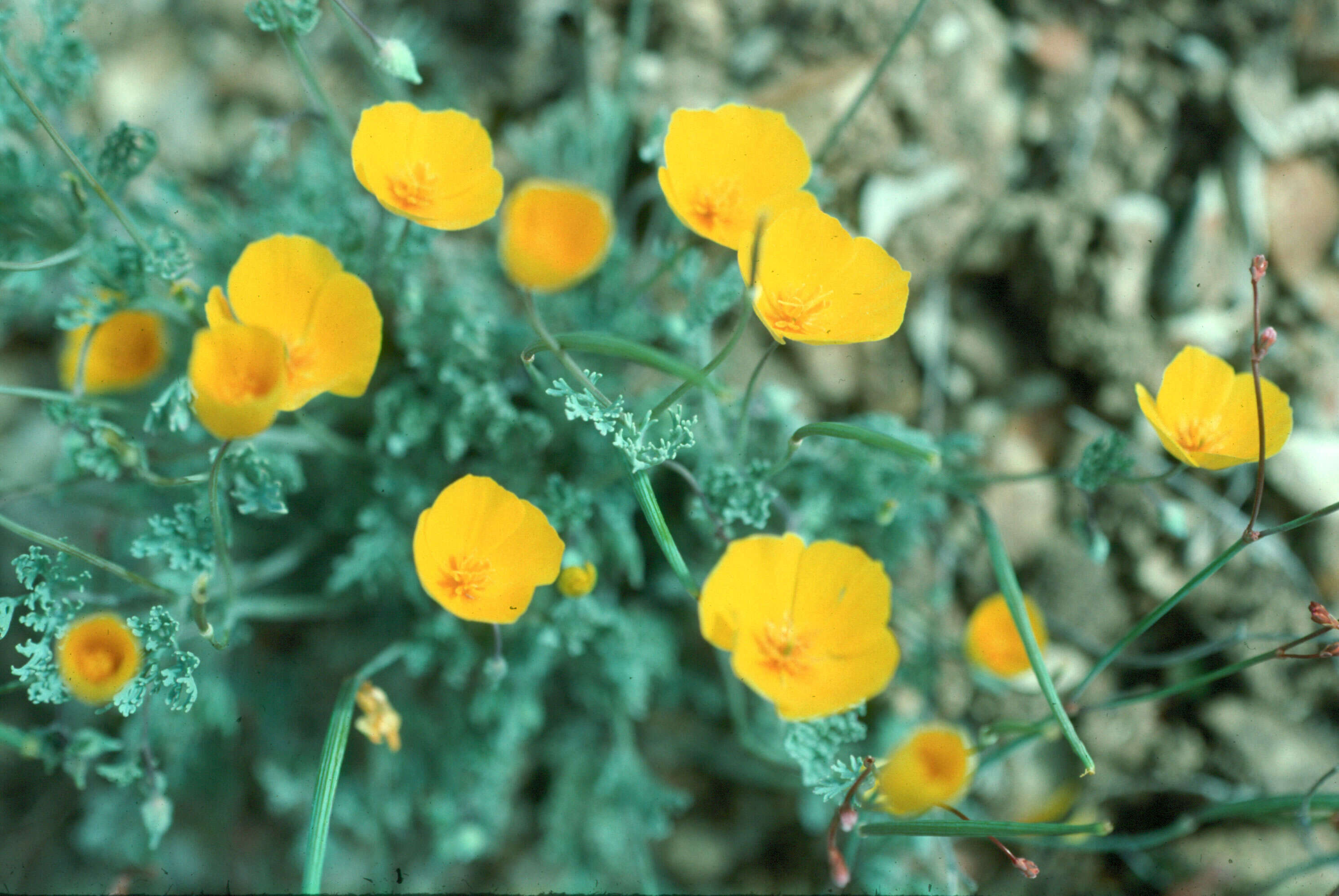 Image of San Benito poppy