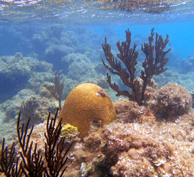 Image of Thin finger coral