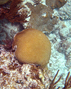 Image of Thin finger coral