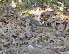 Image of Red-eyed Vireo