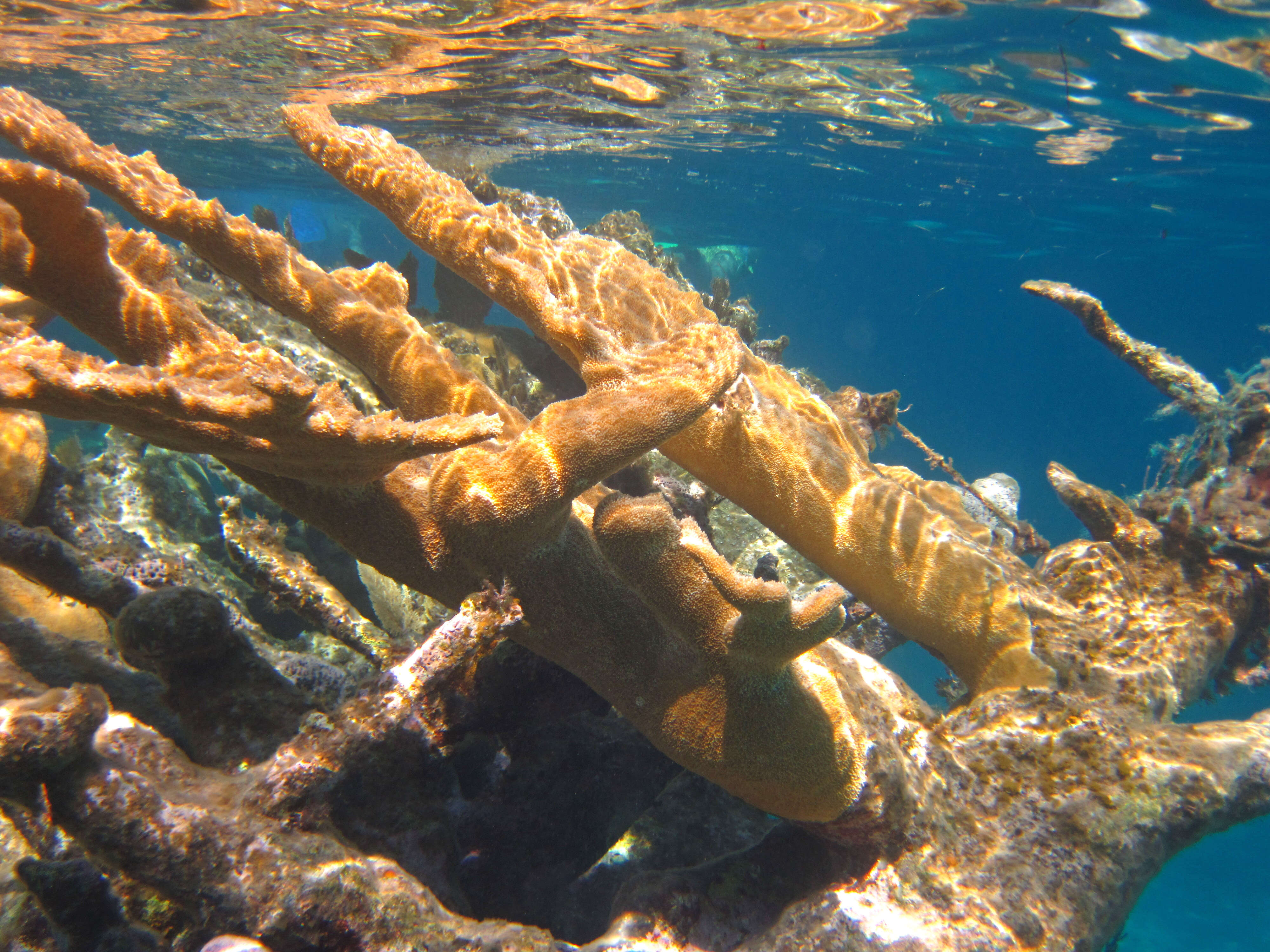 Image of Elkhorn Coral