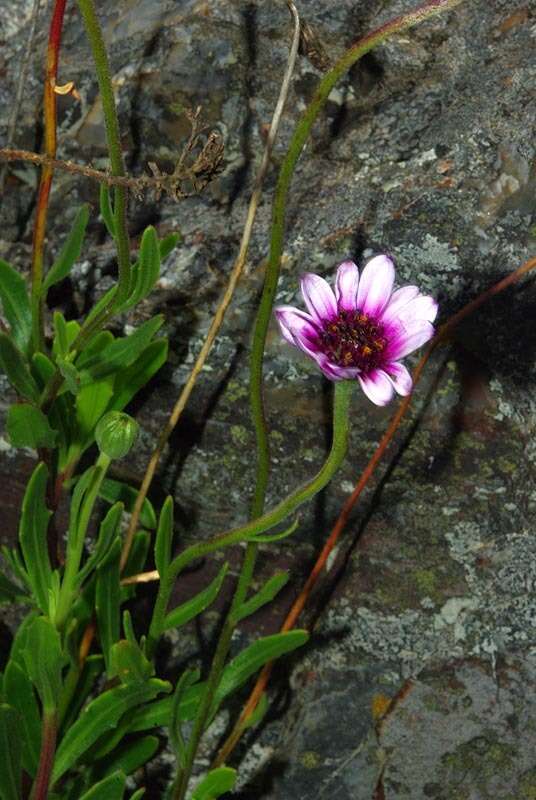 Image of Dimorphotheca jucunda Phill.