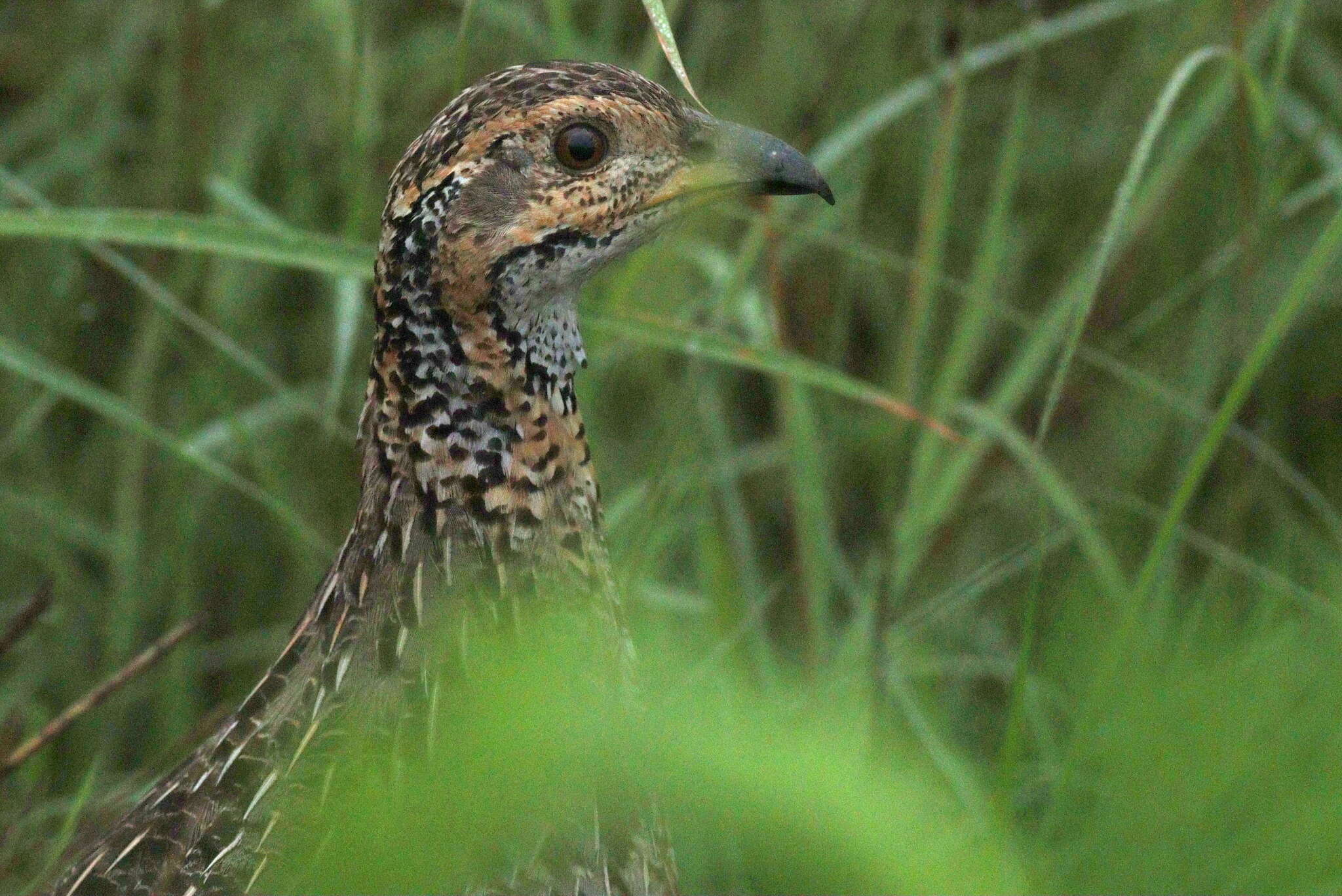 Imagem de Scleroptila shelleyi (Ogilvie-Grant 1890)