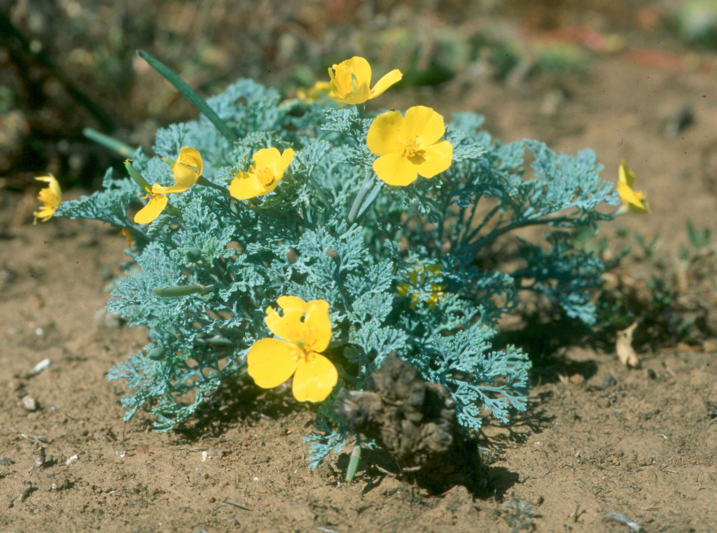 Image of Channel Island poppy