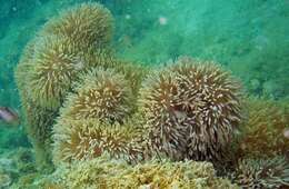 Image of Gigantic sea anemone