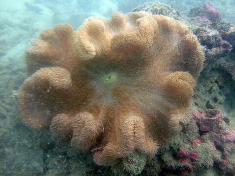 Image of Gigantic sea anemone