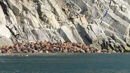 Image of Laptev Sea walrus