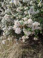 Image of island ceanothus