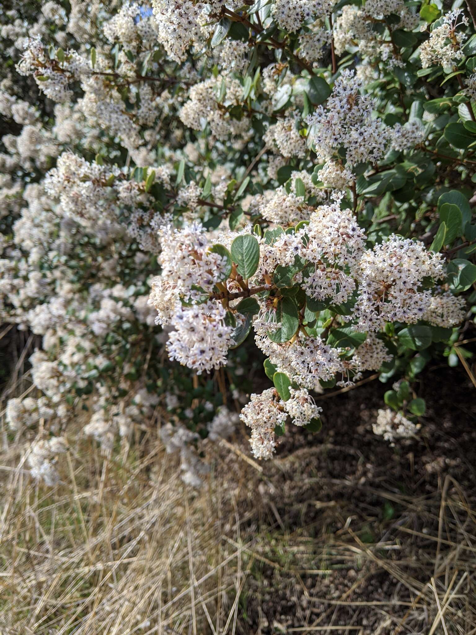 Image of island ceanothus