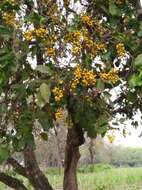 Image of Ehretia tinifolia L.