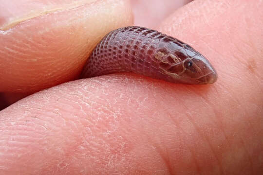 Image of Cuban Many-ringed Amphisbaena