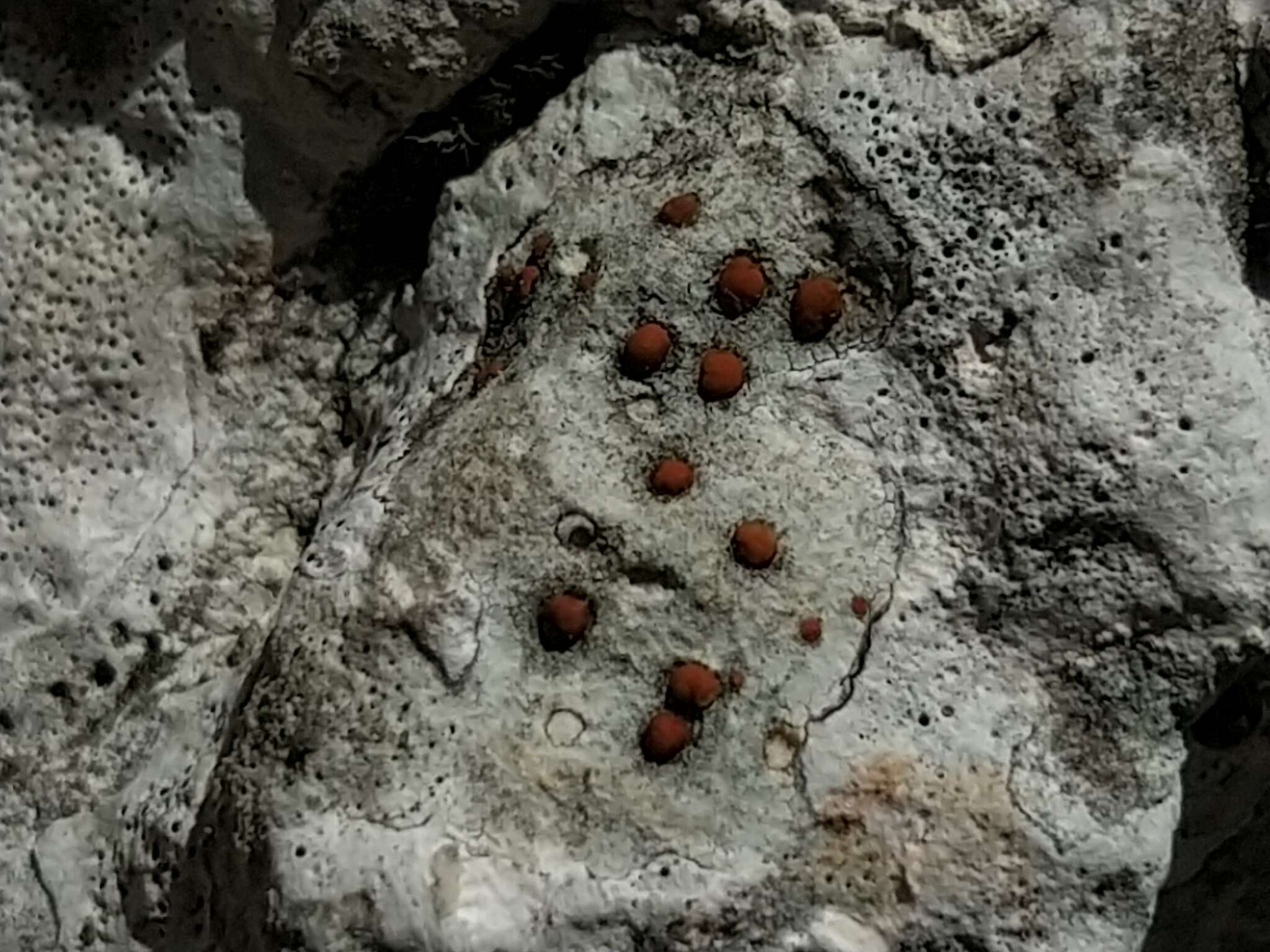 Protoblastenia calva (Dicks.) Zahlbr. resmi