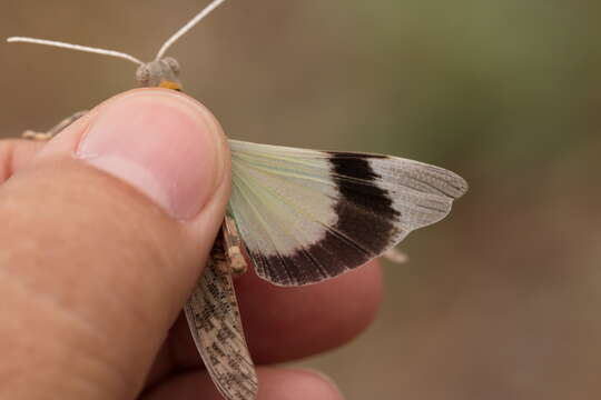 Слика од Thrinchus campanulatus Fischer von Waldheim 1833