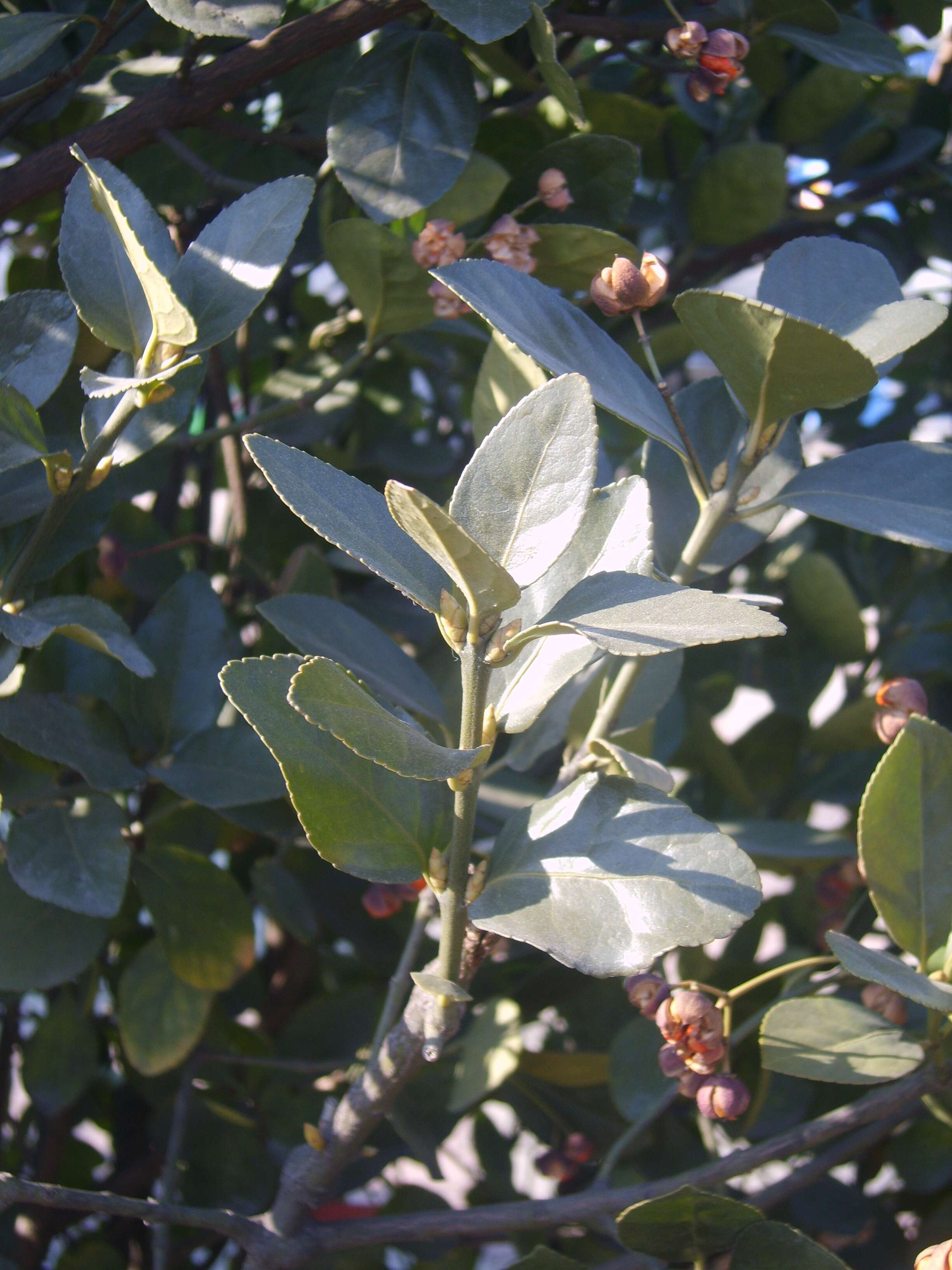 Plancia ëd Euonymus japonicus Thunb.