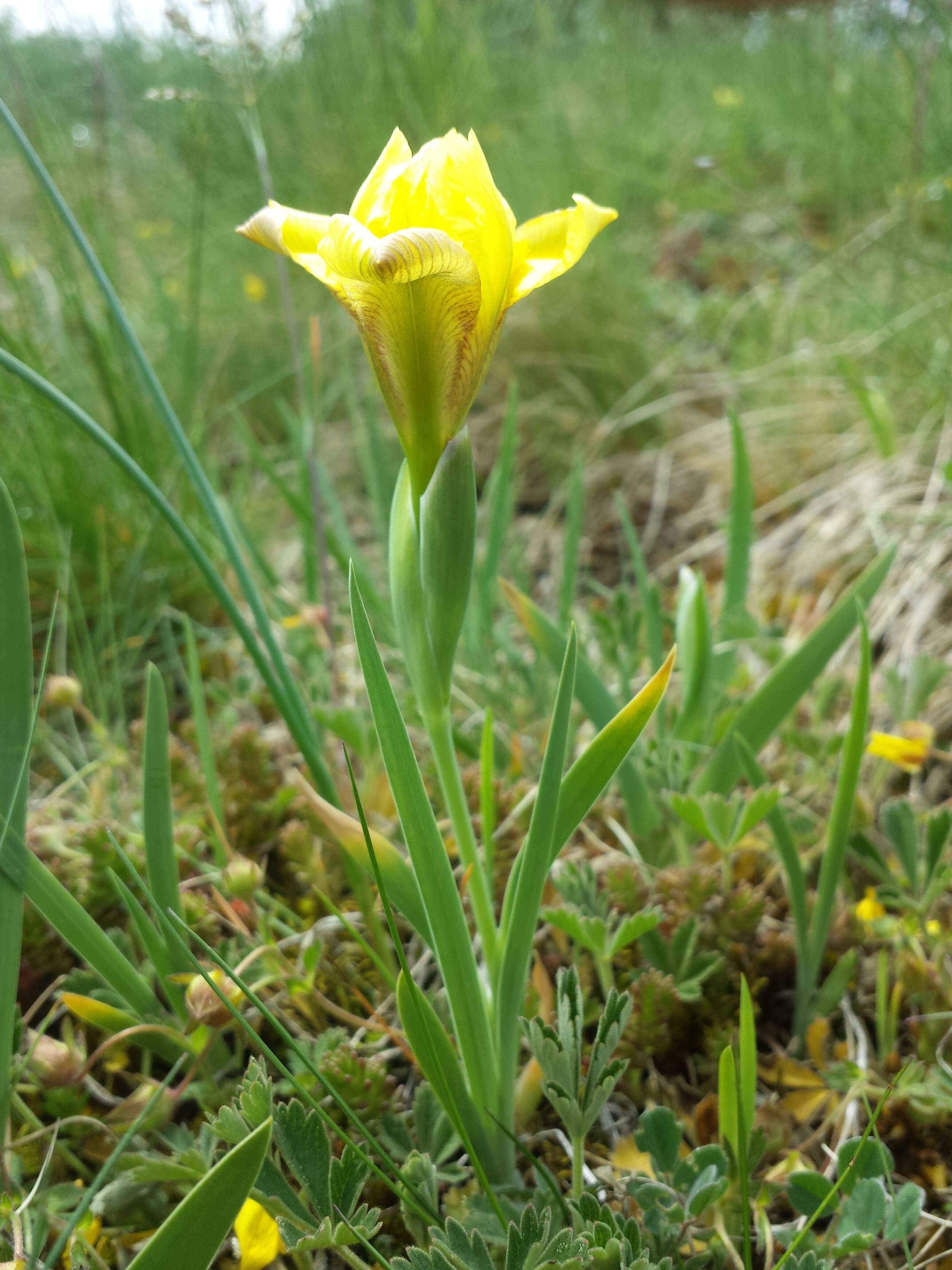 Plancia ëd Iris arenaria Waldst. & Kit.