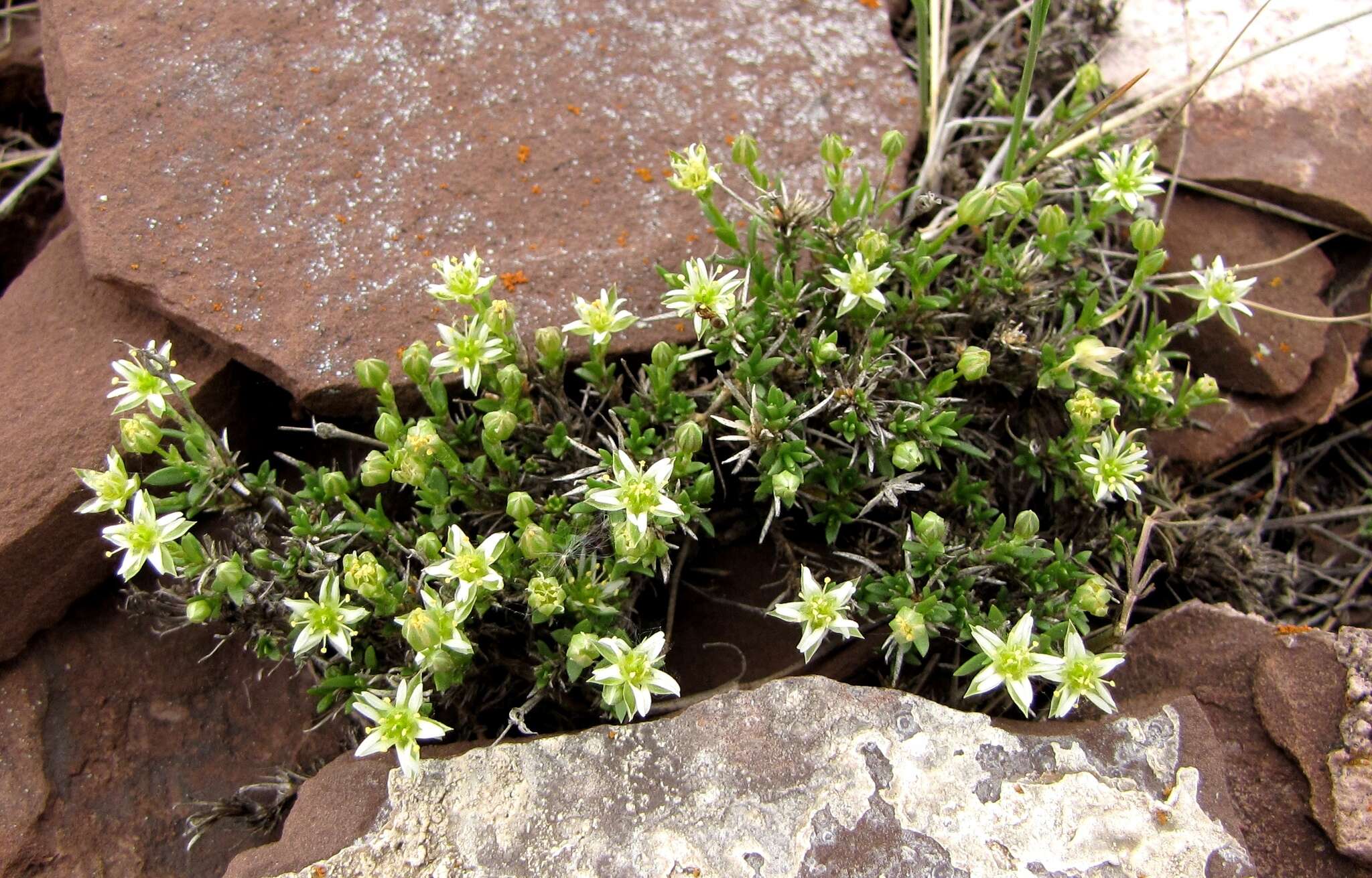 Слика од Adenonema cherleriae (Fisch. ex Ser.) M. T. Sharples & E. A. Tripp