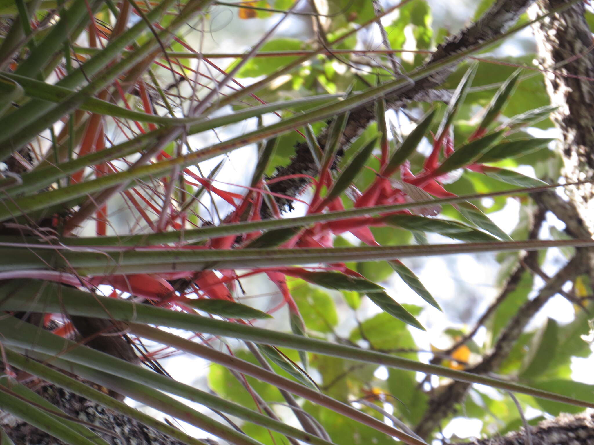 Image of Tillandsia calothyrsus Mez