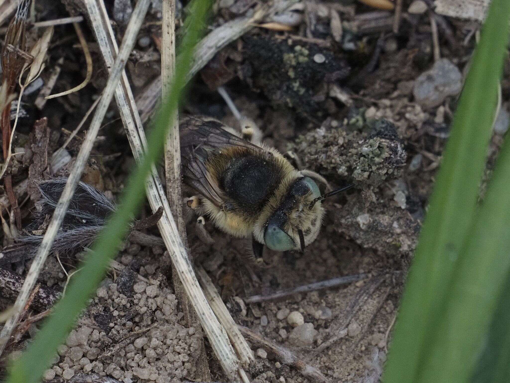 Слика од Anthophora bimaculata (Panzer 1798)