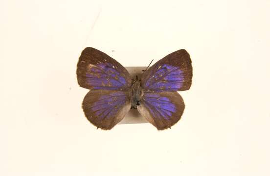 Image of Arhopala ammon (Hewitson 1862)