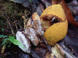 Image of Lemon Drop Mangosteen