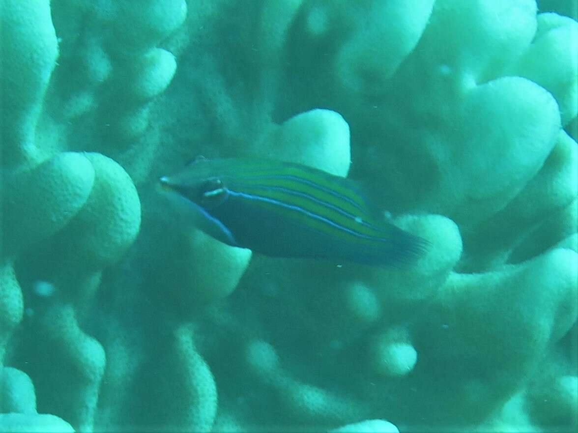 Image of Four-lined wrasse