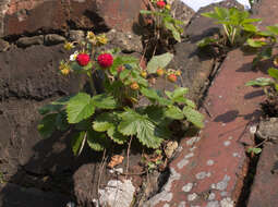 Image of woodland strawberry