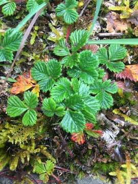 Image de Fragaria nilgerrensis subsp. nilgerrensis