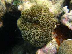 Image of Atlantic carpet anemone