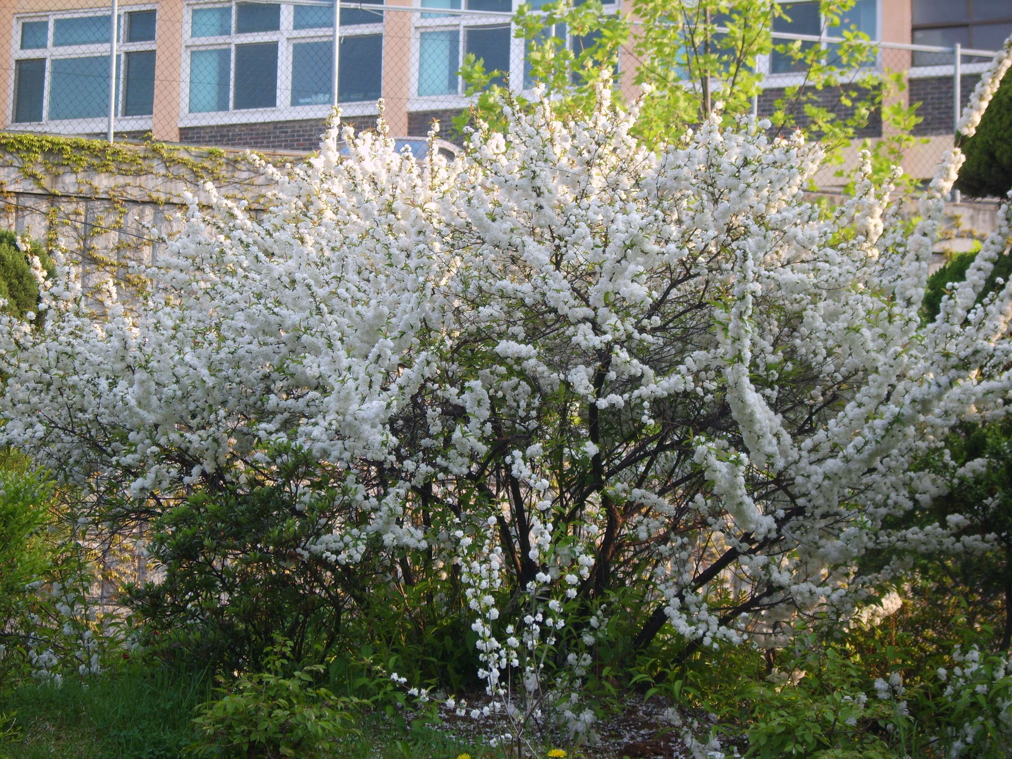 Imagem de Prunus glandulosa C. P. Thunb. ex A. Murray