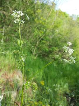 Image of garden chervil