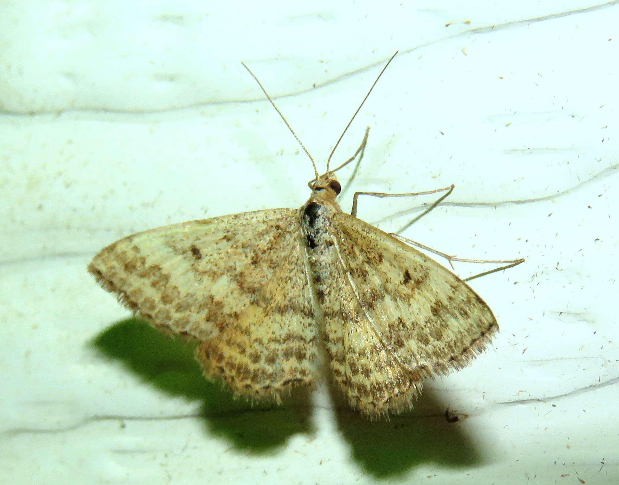 Image de Scopula rubraria Doubleday 1843