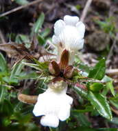 Imagem de Blepharis capensis (L. fil.) Pers.