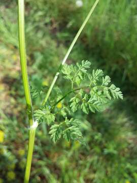 Image of garden chervil