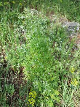 Image of garden chervil