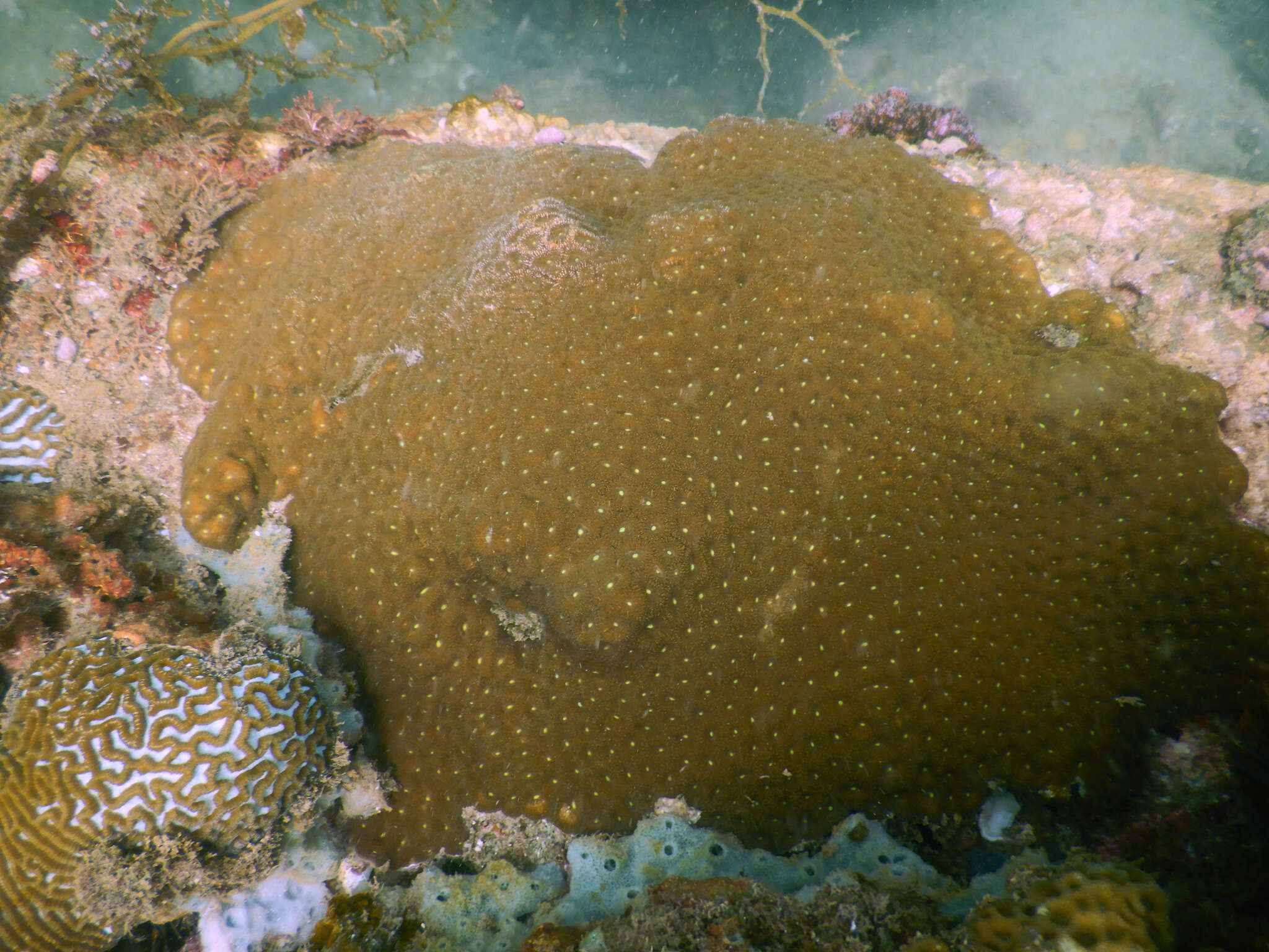Image of Micromussa amakusensis (Veron 1990)