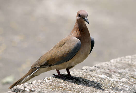 Image of Laughing Dove