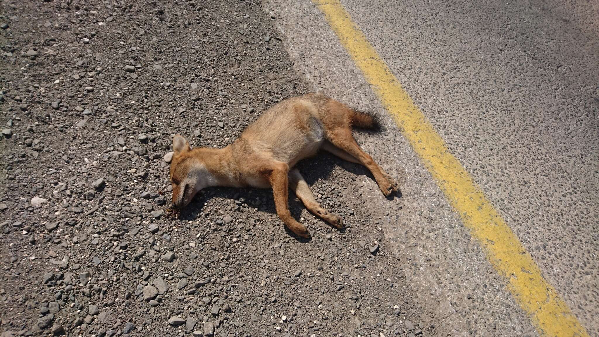 Image of golden jackal