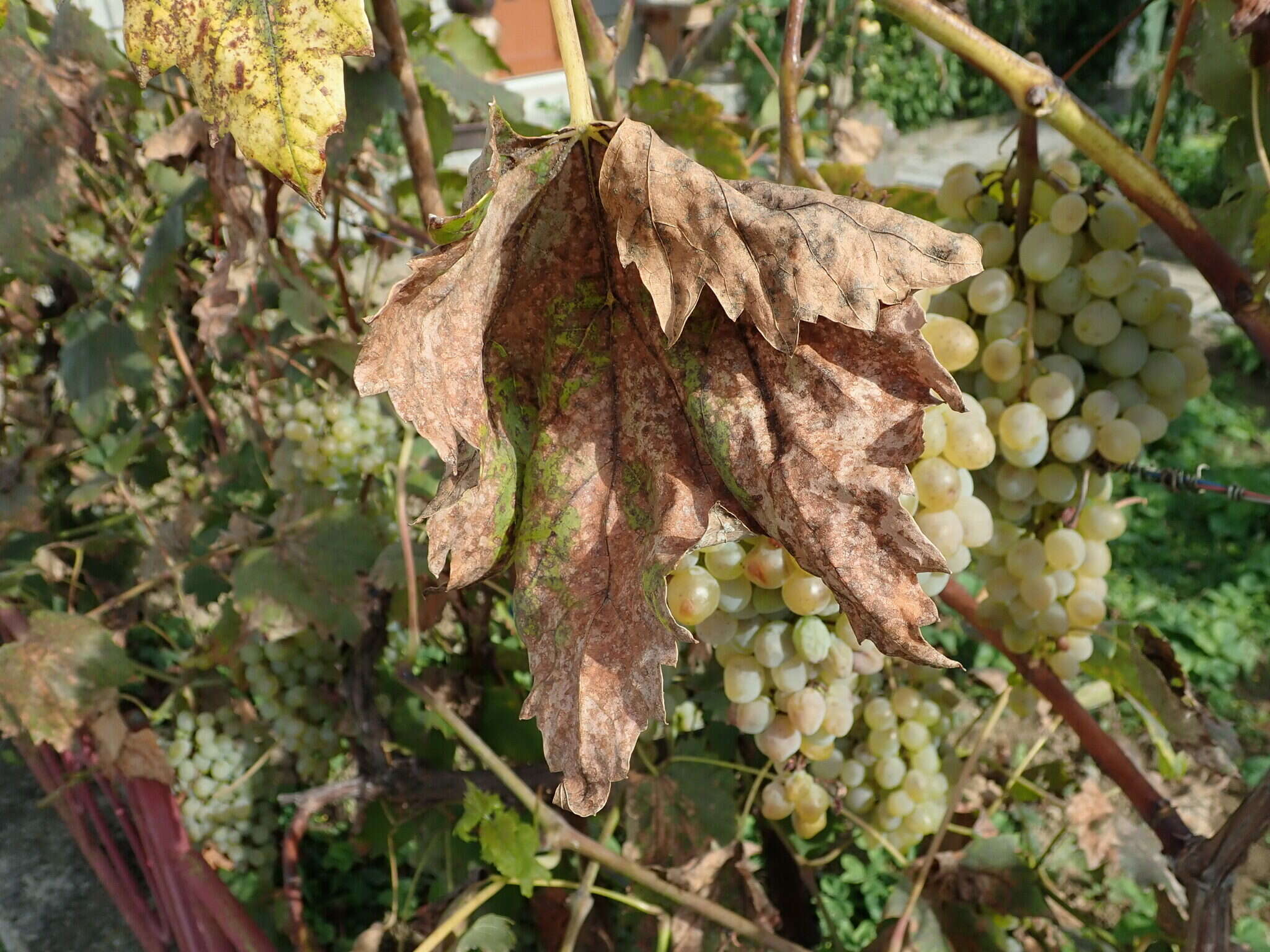 Image of Plasmopara viticola