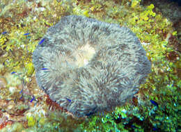 Image of Atlantic carpet anemone