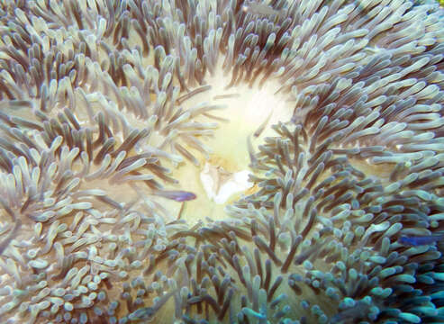 Image of Atlantic carpet anemone